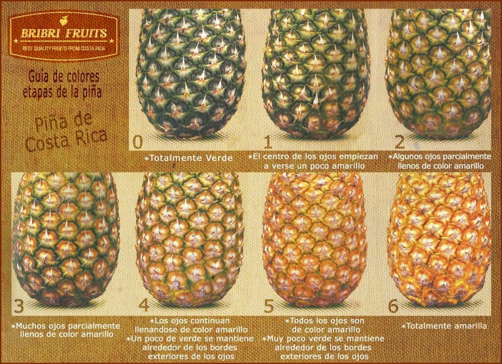 Guia colores de la Piña